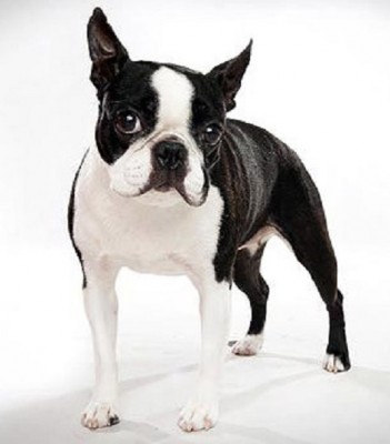 boston-terrier_01_lg.jpg