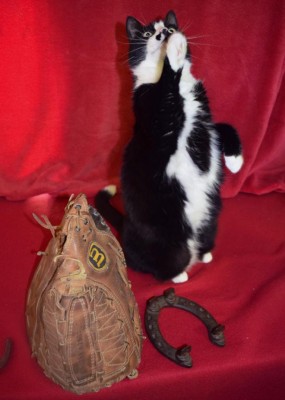 cat and wilson glove resized.jpg